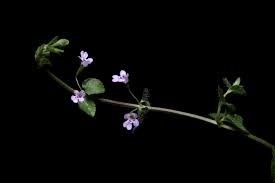 Image result for Clinopodium uhligii