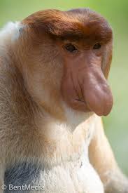 Résultat de recherche d'images pour "nasalis larvatus"