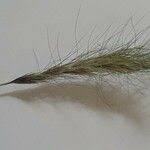 Image result for Aristida congesta