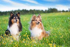 Miniature Collie Dog Breed Info Pictures Facts Traits Doggie Designer