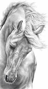 Risultato Immagini Per Disegni A Matita Cavalli Disegni Di Cavalli Disegni A Carboncino Come Dipingere