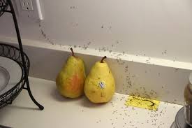 If you spot some small ants crawling around your kitchen floors these ants are a light or reddish brown, except for the characteristic black abdomen. Get Rid Of Ants In Your Home Natural Pest Control Miami Florida