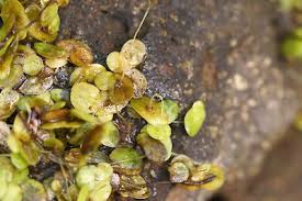 Image result for Lemna aequinoctialis