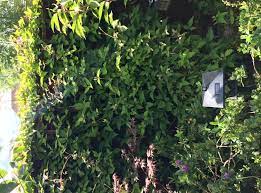 My clematis does not flower. No Flowers On My Clematis Montana Bbc Gardeners World Magazine