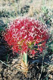 Image result for Boophone disticha