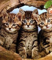 10 best cats and kittens 7 facts about american bobtail cats you have to know anifa blog three times cute ca american bobtail cat tabby cat bobtail cat