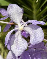 Image result for Vanda coerulea