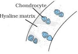 The quantity of something per unit measure, especially per unit length. Notes Of Ch 6 Animal Tissues Class 9th Science