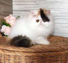 Inilah ras kucing paling populer, kucing persia. Jual Kucing Persia Peaknose Calico Cute Dan Bulu Bersih Cek Harga Di Pricearea Com