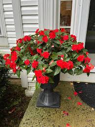 Image result for Impatiens stuhlmannii