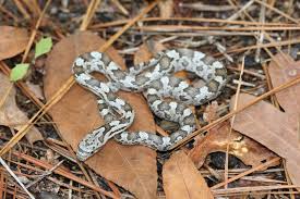 Black racers are defensive and will bite when handled, but typically choose to run when pursued. Rat Snake