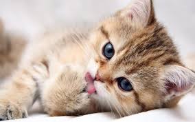 pin on other cats