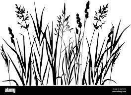black graphic drawing of field herbs, isolated element, decor Stock Photo -  Alamy