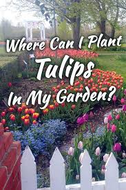 The garden is in the sun from 10am to 8pm throughout the summer. Where Can I Plant Tulips In My Garden Garden Tabs