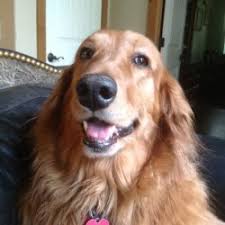 However, free golden retriever dogs and puppies are a rarity as rescues usually charge a small adoption fee to cover their expenses (usually. Sooner Golden Retriever Rescue Okc Pet Adopt