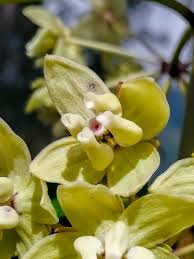 Image result for Ipomoea intrapilosa