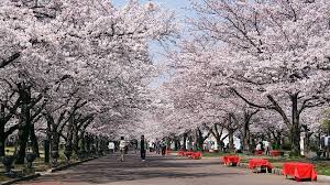 Cherry blossom trees have existed in japan for thousands of years, the most popular being somei yoshino, or prunus x yedoensis. A Beginner S Guide To Cherry Blossom Viewing When Do The Cherry Blossoms Bloom