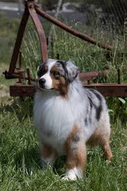 Maybe you would like to learn more about one of these? Australian Shepherd Puppies For Sale California Petfinder