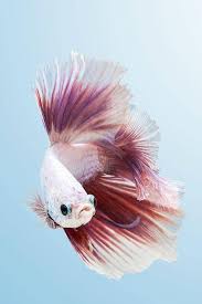 Betta Fish Care Preloved Uk Betta Fish Care Beautiful Fish Colorful Fish