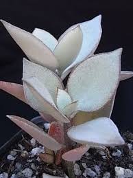 Kalanchoe Hildebrandtii Silver Teaspoons To 30cm High Full Sun Part Shade Kalanchoe Succulents Plants Succulents Garden
