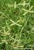 Dichanthium Annulatum