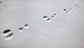 A youngster kneels to get a close look at animal tracks in the snow at sullys hill national game preserve, a national wildlife refuge in north dakota. Bunny Tracks Beneath Orion S Feet Astro Bob Rabbit Tracks Rabbit Tracks In Snow Snowshoe Hare