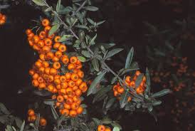 Image result for Blotiella crenata