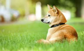The domesticated ones have even found a home in neighborhoods while others continue to thrive in the wild. 300 Japanese Dog Names Orient Inspired Canine Name Ideas