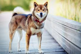 Shiba Inu Breed information | Chewy