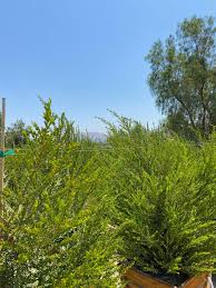 Image result for Melaleuca