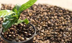 If you enjoy roasting coffee at home either in the oven or with a popcorn machine, chances are that you'll eventually want. How To Grow A Coffee Plant At Home A Useful Guide Craft Coffee Guru