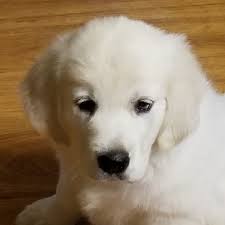 Learn more about wingstar golden retrievers in north carolina. Home Page D D Goldens