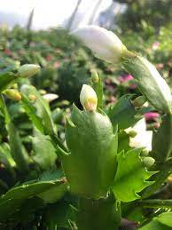 The thanksgiving cactus (schlumbergera the christmas cactus (schlumbergera bridgesii) has leaf projections that are more scalloped or. How To Grow Christmas Cactus The Good Earth Garden Center