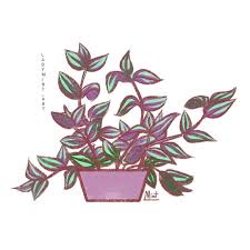 Wandering jew can also refer to: Pin Auf My Artworks Ig Ladymint Art