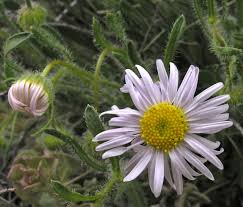 Image result for Aster chimanimaniensis