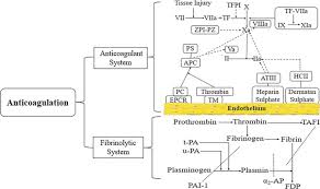 Image result for Anticoagulation
