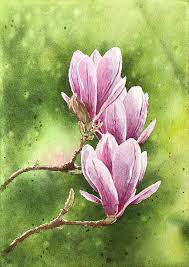 We drew flowers with pencil in the watercolor paper. Painting Magnolia Flowers In Watercolor