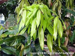 Image result for Mangifera indica