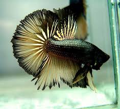 Often originally credited to huddie lead belly ledbetter, though some. Copper Black Betta Jpg 600 547 Betta Betta Fish Betta Breeding