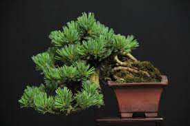 峰吾妻 吾妻五葉松 八房五葉松 人気品種 小品盆栽の奥義