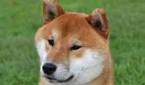 Shiba inu, a decentralized deflationary evolution to doge. Shiba Inu Dog Breed Information