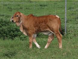 Bred to american black hereford bulls. Brahman Cattle For Sale Promel Live Stock