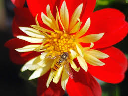 Blume — blume, findet man neben dem blattwerk in der ornamentik fast aller stilarten in reicher verwendung, und in der regel dienen die im lande selbst wachsenden blumen als vorbilder. Pflanz Eine Blume Tag Plant A Flower Day Usa 12 Marz 2021