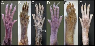 New species of the Spiny Mouse genus Neacomys (Cricetidae, Sigmodontinae)  from northwestern Ecuador