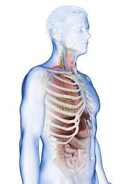 Vestibular anatomy and neurophysiology review the human postural control system to understand the impact of concussion. Realistic Human Body Model Showing Male Anatomy With Internal Organs Behind Ribs Digital Illustration Liver Plain Background Stock Photo 308617730