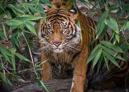 Los Angeles Zoo And Botanical Gardens Los Angeles Zoo And Botanical Gardens Los Angeles Zoo Welcomes An Endangered Sumatran Tiger