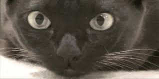 Black Cat Eye Gif Funny Gifs Www Sharegif Com Cats Funny Cute Cats Cat Gif