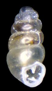 Image result for Pentodon