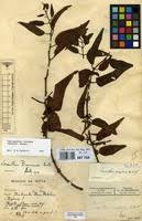 Image result for Tapinanthus constrictiflorus