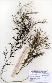 Image result for Oldenlandia herbacea